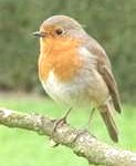 european-robin-123x150