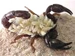 female-scorpion-150x113