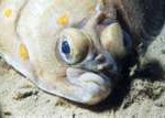 flat-fish-150x107