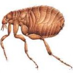 flea2-150x150