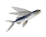 flying-fish1-150x121