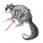 flying-squirrel4-150x150
