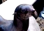 fur-seal2-150x106