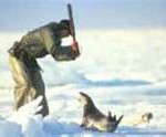 fur-seal3-150x124