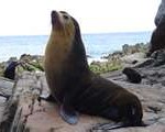 fur-seal4-150x120