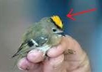 goldcrest1-150x106