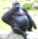 gorilla2-147x150