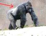 gorilla4-150x120