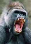 gorilla8-106x150