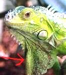 green-iguana2-132x150