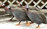 guinea-fowl-150x95