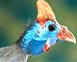 guinea-fowl1-150x121