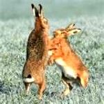 hare11-150x150
