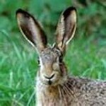 hare6-150x150