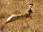 hare9-150x110