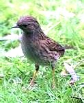 hedge-sparrow5-123x150