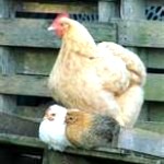 hen1-150x150