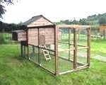 hen5-150x120