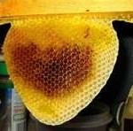 honeybee7-150x148