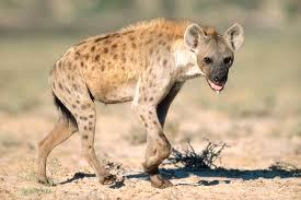 hyena1