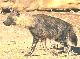 hyena3