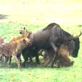 hyena6
