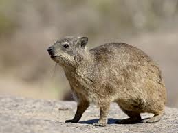 hyrax
