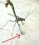 ichneumon-fly-128x150
