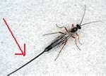ichneumon-wasp-150x108