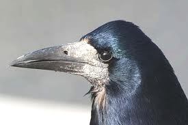 images (2)