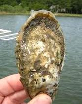 images (9)