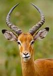 impala1-106x150