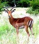 impala5-133x150