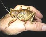 insect2-150x120