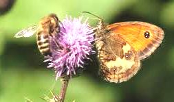 insect3