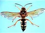 insect4-150x108