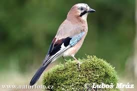 jay