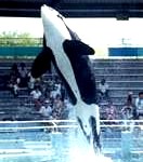 killer-whale-132x150