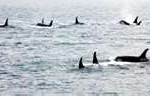 killer-whale5-150x96