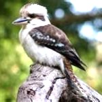 kookaburra1-150x150