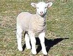 lamb1-150x116