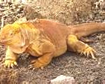 land-iguana-150x120
