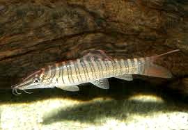 loach
