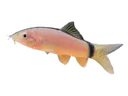 loach1