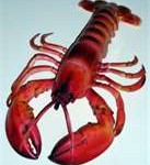 lobster1-137x150