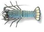 lobster2-150x111