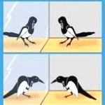 magpie11-150x150