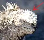 marine-iguana-150x137