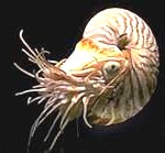 mollusc2-150x139