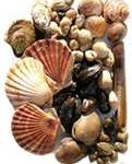 mollusc3-121x150